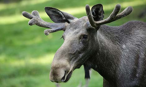 Wildpark Schorfheide