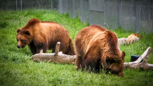Bei Grizzlybären überstehen die Muskeln den Winterschlaf beinahe unbeschadet. Forscher*innen suchen nun nach den Mechanismen, um so auch bettlägerigen Menschen zu helfen. (Foto AG Gotthardt, MDC)