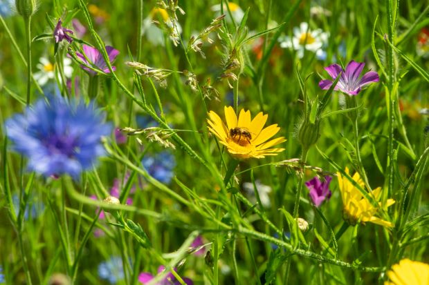 Campusprojekt mit der Hochschule für Nachhaltige Entwicklung Eberswalde: Wildblumenwiese, um Insekten noch mehr Nahrung zu bieten. (Foto: David Außerhofer)