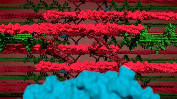 Dem Sarkomer beim Kontrahieren zuschauen – Collage aus Myosin (grün), Aktin und die Z-Scheibe (rot) und BioID (blau). Foto: Jacobo Lopez Carballo, Gotthardt Lab, MDC