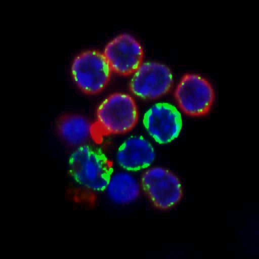 The protein Pdap1 (red) is located in the cytoplasm of B cells (Foto: Di Virgilio Lab, MDC)