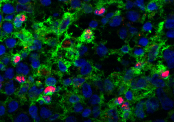 Ein Team am MDC hat eine bisher unerwartete Rolle des Transkriptionsfaktors C/EBP bei der Reifung und immunogenen Funktionalität von dendritischen Zellen (in rot) der Maus entschlüsselt. © AG Rehm/Höpken, MD