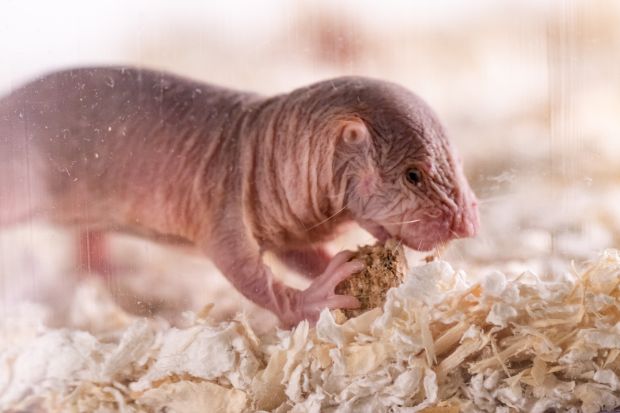 In the wild, naked mole-rats live exclusively in underground burrows and tunnels in semi-arid regions of Eastern Africa. The rodents obtain all the water they need through their food. (Credit: Felix Petermann, MDC)