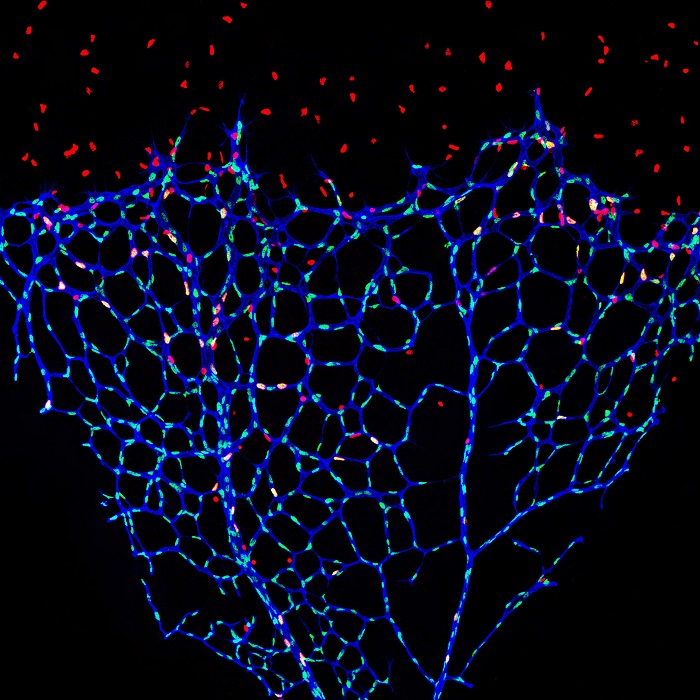 Gebremstes Blutgefäßwachstum: die mikroskopische Aufnahme zeigt die Netzhautgefäße einer Maus, bei der die S-2-Hydroxyglutarat-Spiegel im Endothel selektiv erhöht sind. (Foto: AG Potente)