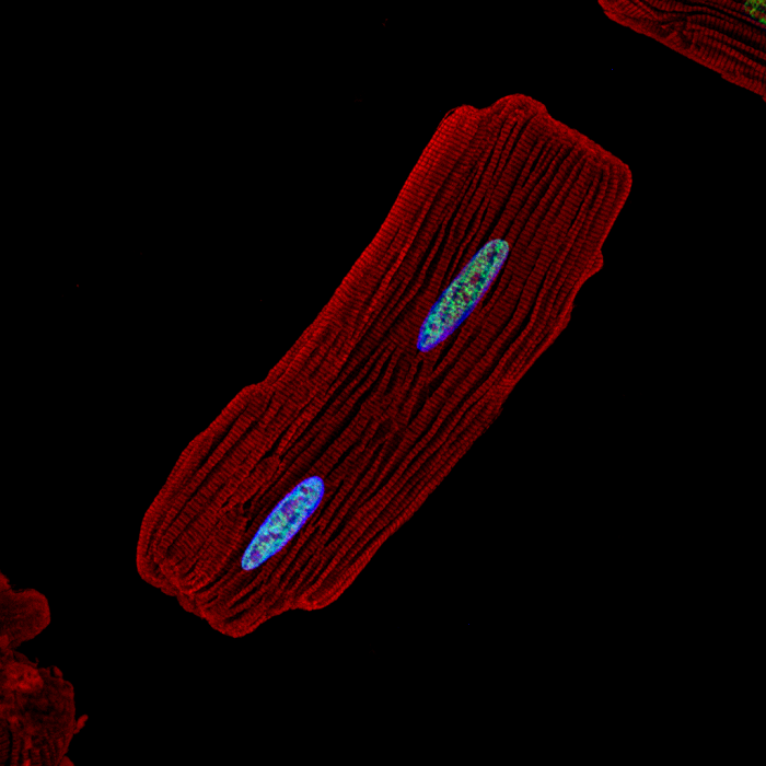 Herzmuskelzelle der Ratte: Das Protein alpha-Aktinin (rot) zeigt die periodische Struktur der Muskelfibrille. Zwei Zellkerne sind blau gefärbt. © CU Boulder