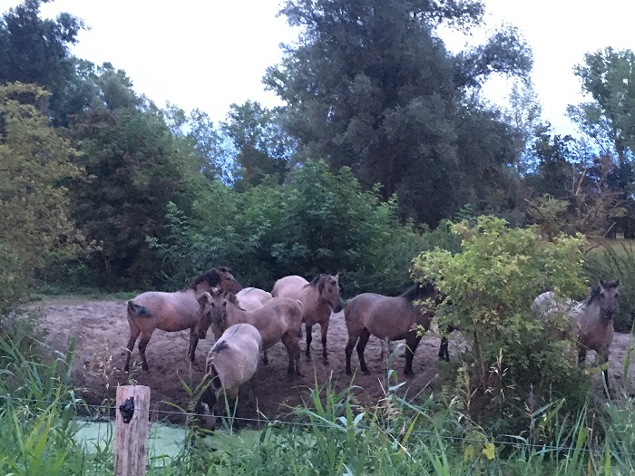 Wildpferde in Hobrechtsfelde am Abend (Foto: Campus Berlin-Buch GmbH)