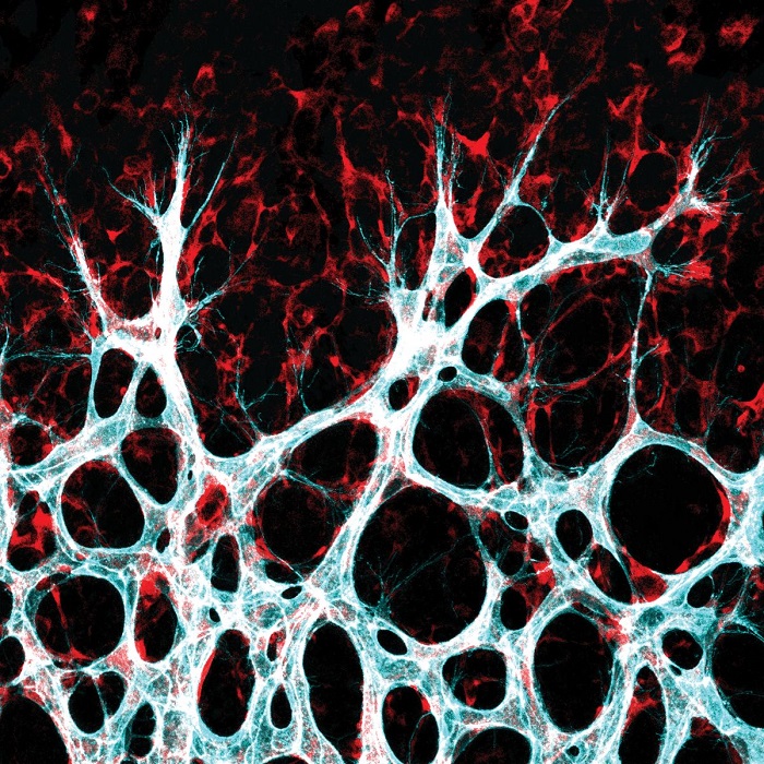 Wachsendes Blutgefäßnetzwerk in der Netzhaut der Maus: Zellen der Gefäßinnenwand – die Endothelzellen (türkis/weiß) – wandern in das umgebende Gewebe ein, um dort neue Verbindungen zu bilden. (Foto: Michael Potente, MDC)