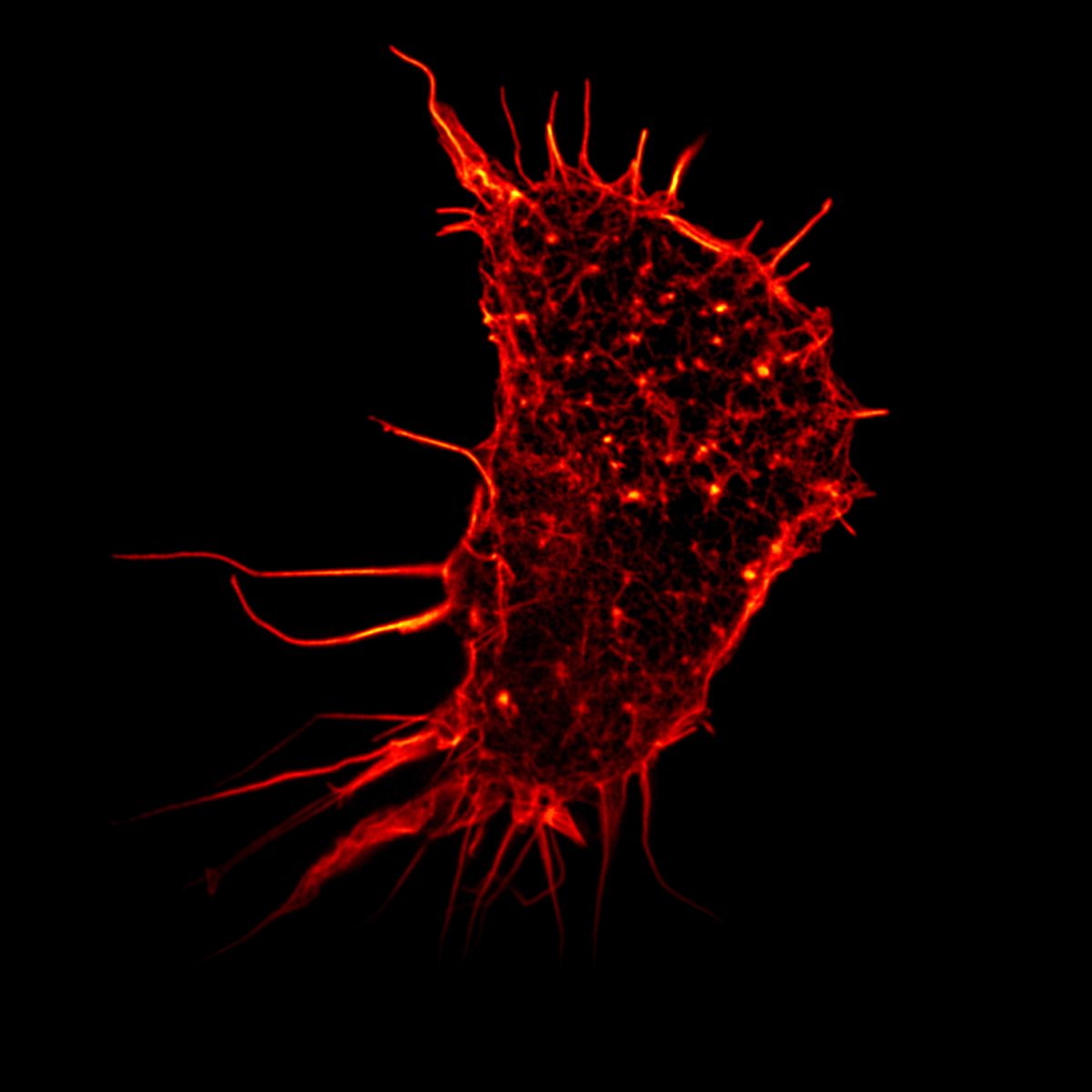 Mikroskopische Aufnahme einer einzelnen menschlichen Nierenzelle. Credit: Human kidney cell, Gated-STED microscopy.Alison Dun, ESRIC
