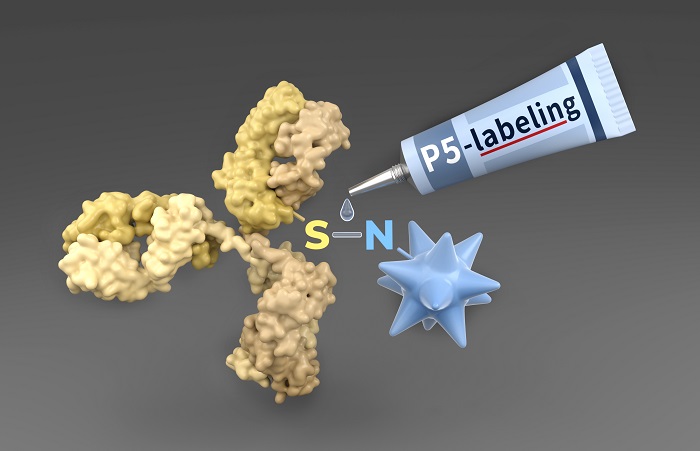 P5-Labeling-Technologie als molekularer Klebstoff zur Gewinnung von Antikörper-Wirkstoff-Konjugaten (ADCs) für klinische Phase-I-Studien gegen Krebs (Visualisierung von Barth van Rossum/FMP)