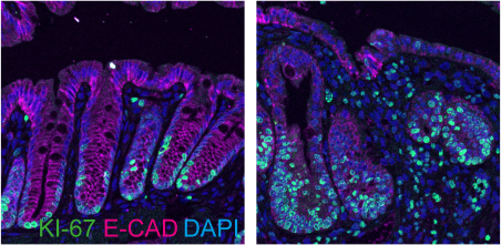 © Sigal Lab, Max Delbrück Center