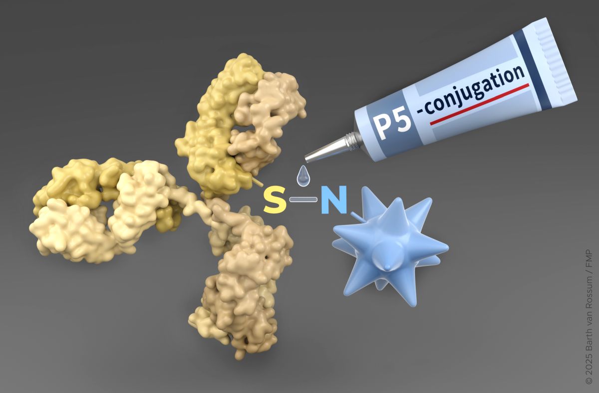 P5 conjugation technology as a molecular glue to construct antibody-drug-conjugates (ADCs) against cancer. © Barth van Rossum